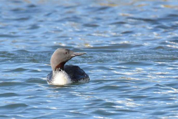 Roodkeelduiker (Stellendam). Foto van Ton Reniers.
In zomerkleed